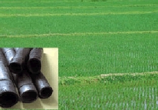 6月　竹炭設置